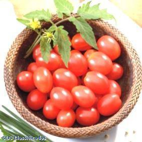 Tomate Cherri